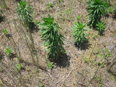 MARESTAIL IN SOYBEANS